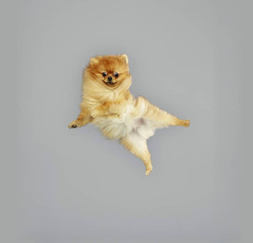 Flying Dogs Photos by Julia Christe 2