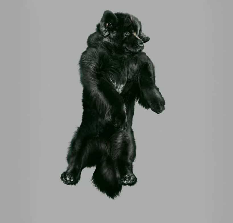 Flying Dogs Photos by Julia Christe 4