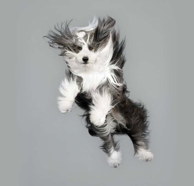 Flying Dogs Photos by Julia Christe 5
