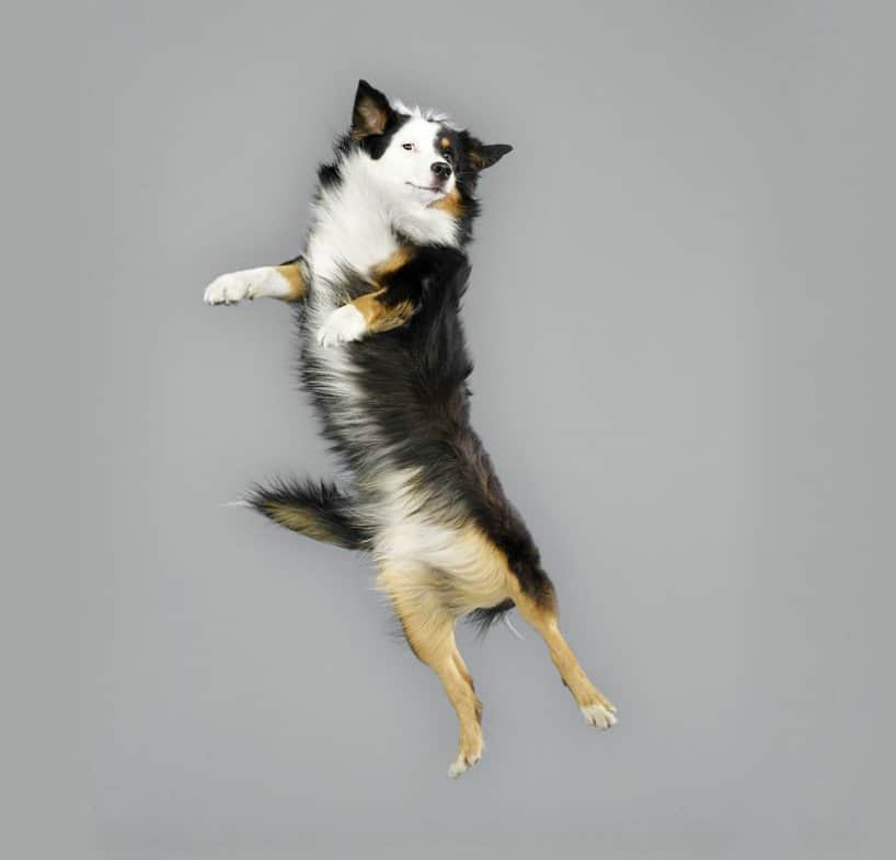 Flying Dogs Photos by Julia Christe 7