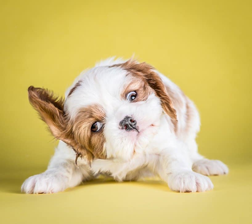 Puppies Photos by Carli Davidson # 8