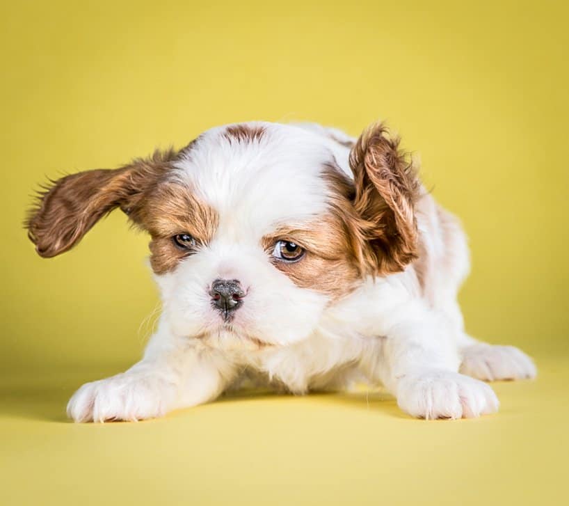 Puppies Photos by Carli Davidson # 9