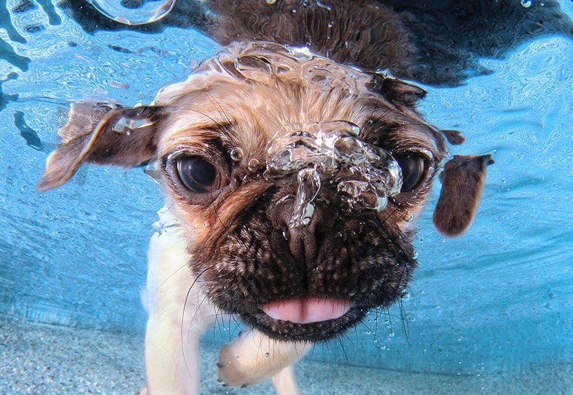 Seth Cassel Photo # Underwater Puppies Splash 2