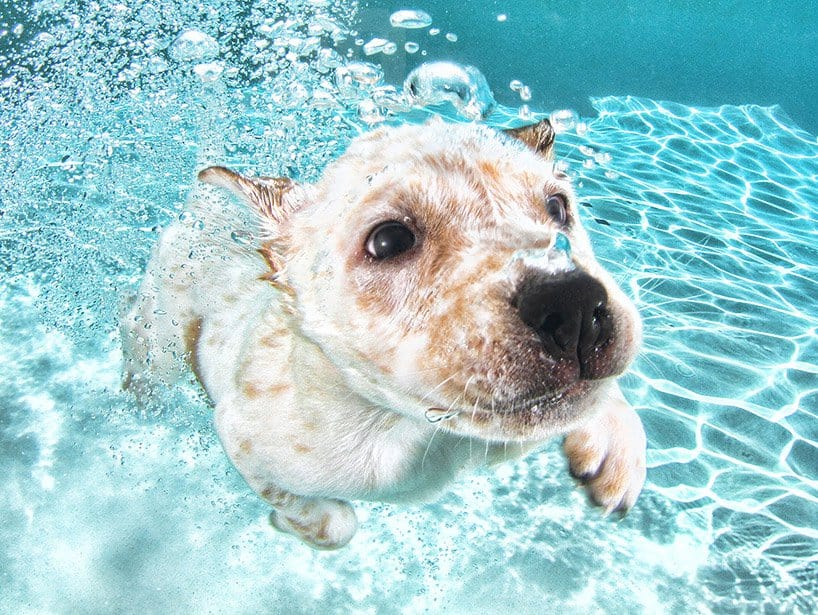 Seth Cassel Photo # Underwater Puppies Splash 3