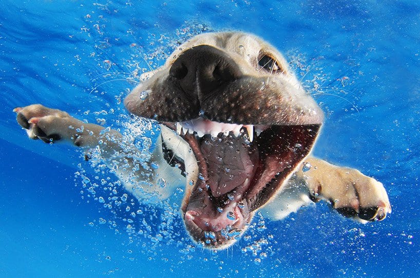 Seth Cassel Photo # Underwater Puppies Splash 4