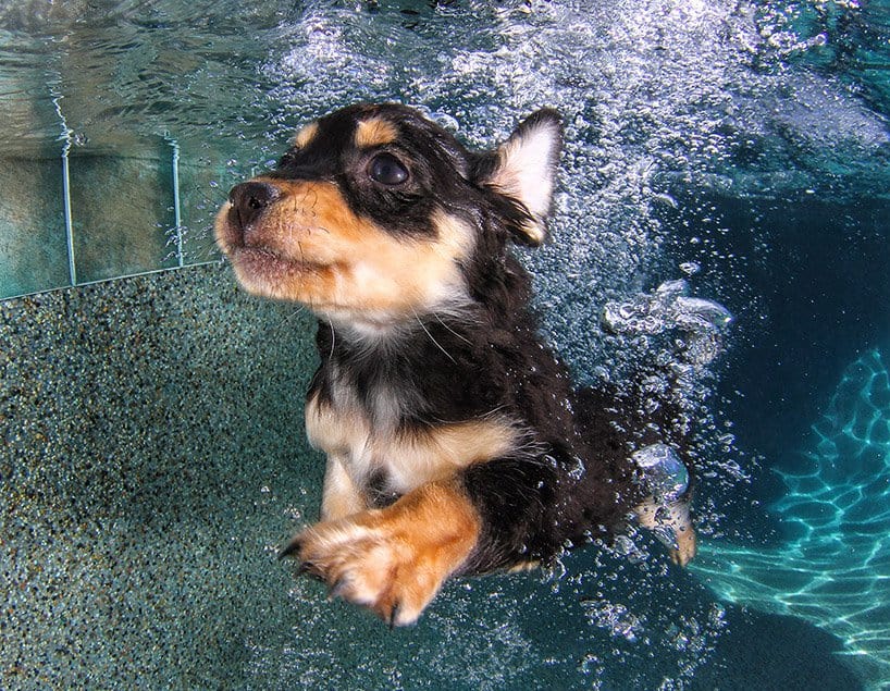 Seth Cassel Photo # Underwater Puppies Splash 5