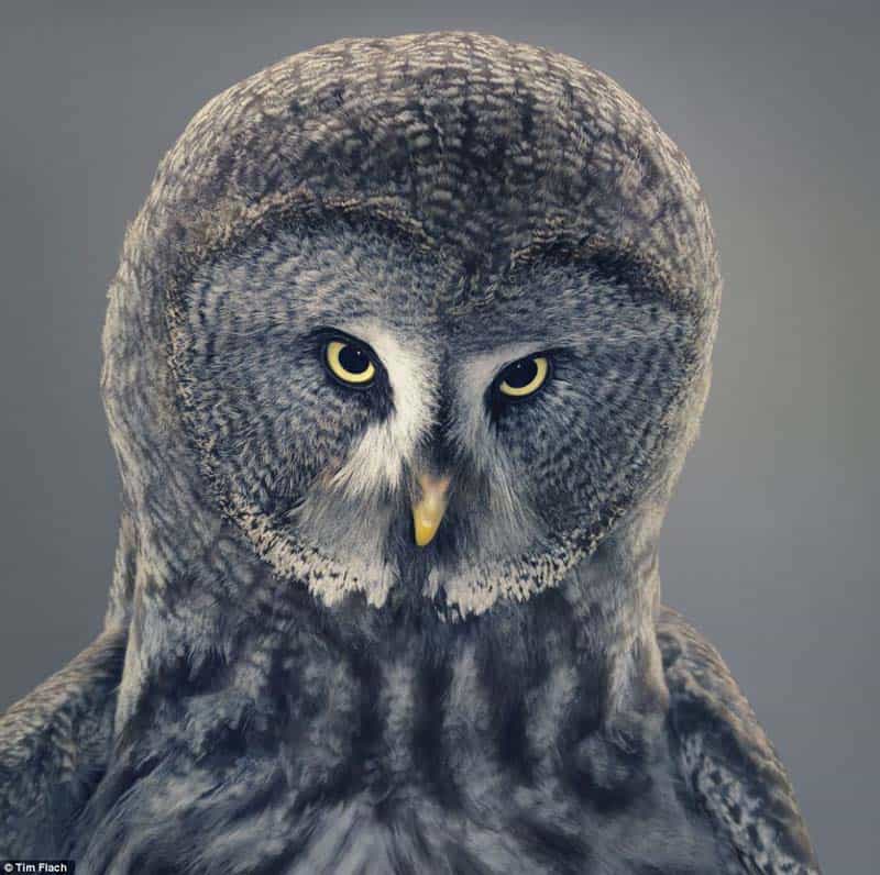 Tim Flach - Animal Photography - More Than Human 03