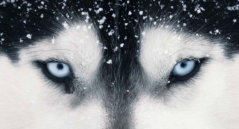 Tim Flach - Animal Photography - More Than Human 07