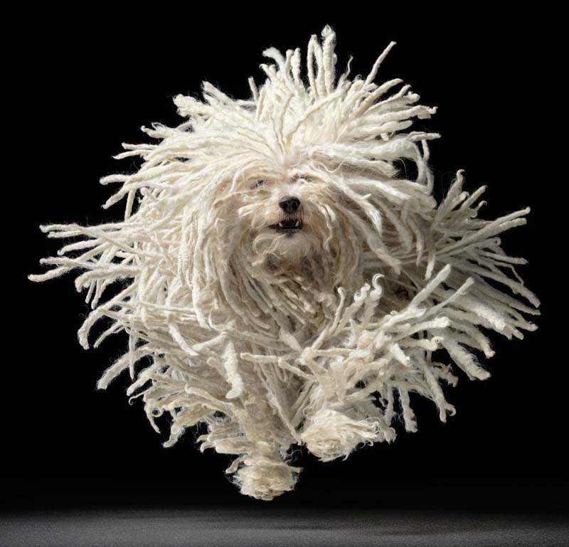 Tim Flach - Animal Photography - More Than Human 08