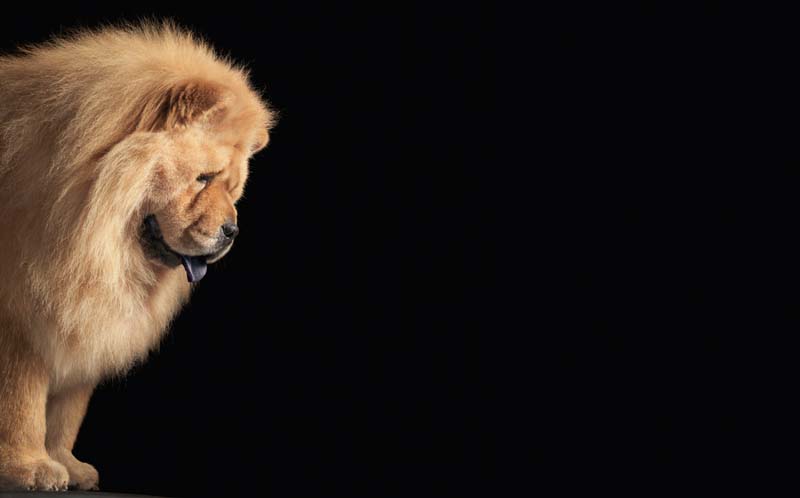 Tim Flach - Animal Photography - More Than Human 09