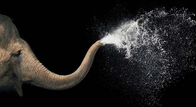 Tim Flach - Animal Photography - More Than Human 11