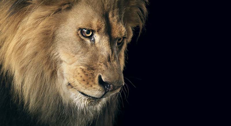 Tim Flach - Animal Photography - More Than Human 12