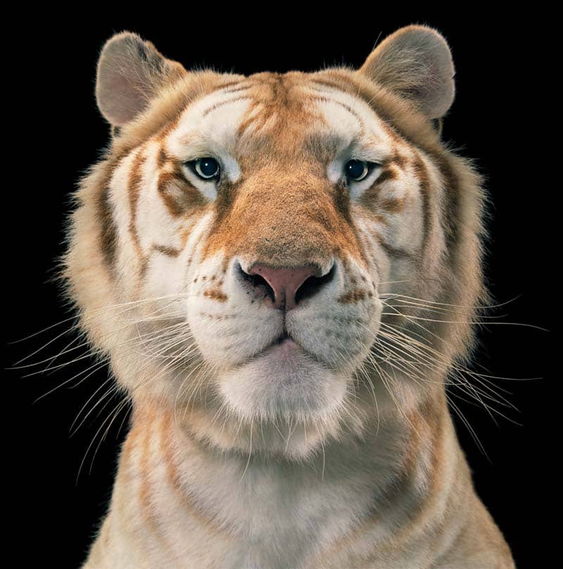 Tim Flach - Animal Photography - More Than Human 23