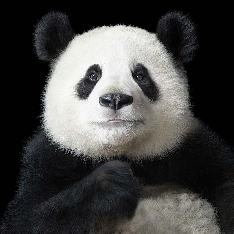 Tim Flach - Animal Photography - More Than Human 27