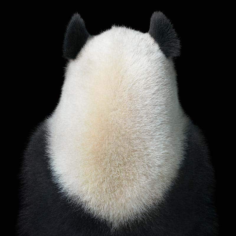 Tim Flach - Animal Photography - More Than Human 28