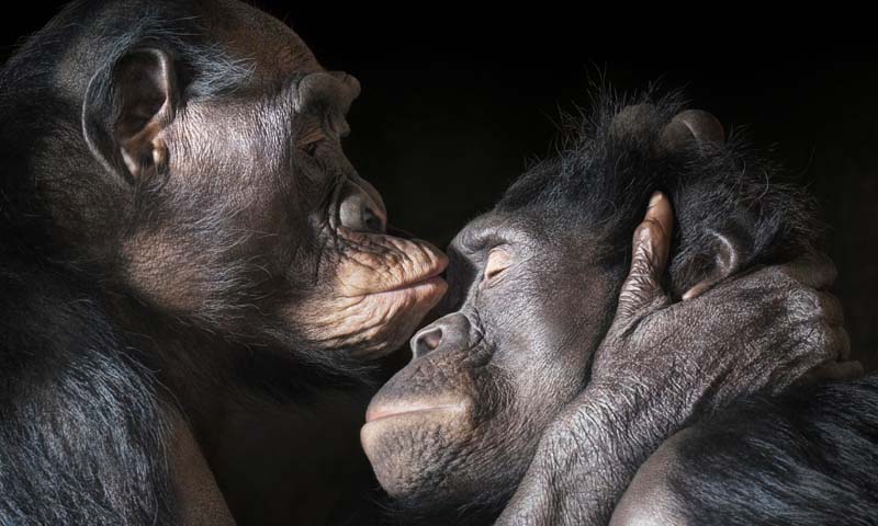 Tim Flach - Animal Photography - More Than Human 01