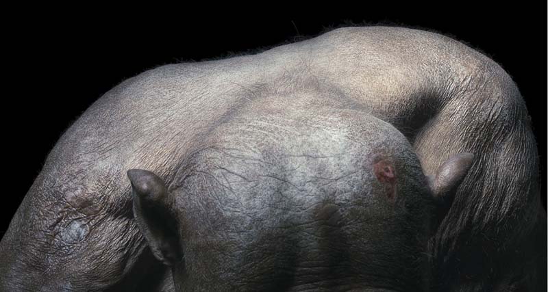 Tim Flach - Animal Photography - More Than Human 04