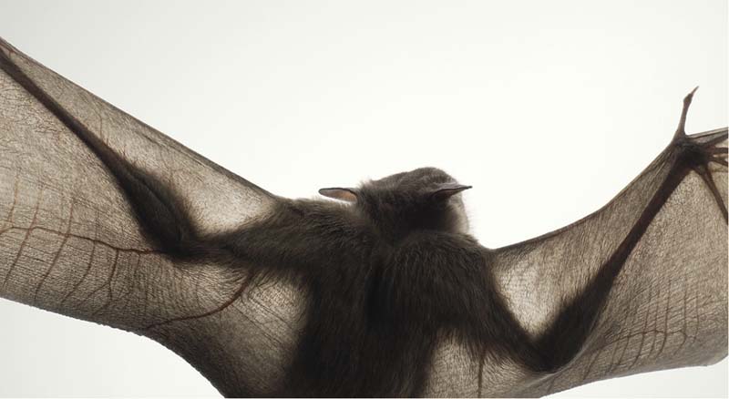 Tim Flach - Animal Photography - More Than Human 05