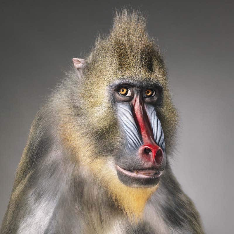 Tim Flach - Animal Photography - More Than Human 10