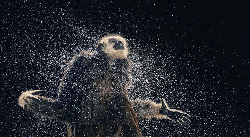 Tim Flach - Animal Photography - More Than Human 15