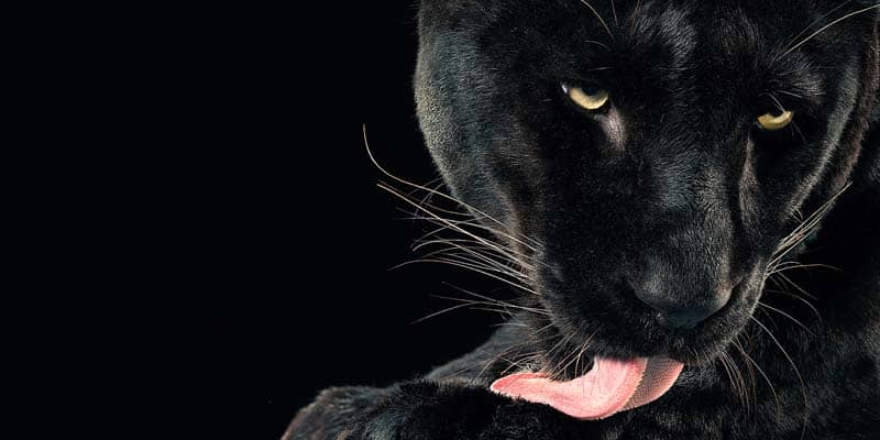 Tim Flach - Animal Photography - More Than Human 16