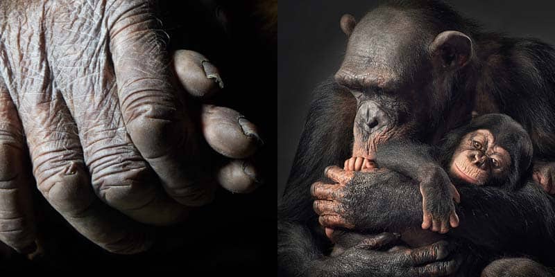 Tim Flach - Animal Photography - More Than Human 17