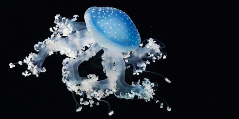 Tim Flach - Animal Photography - More Than Human 18