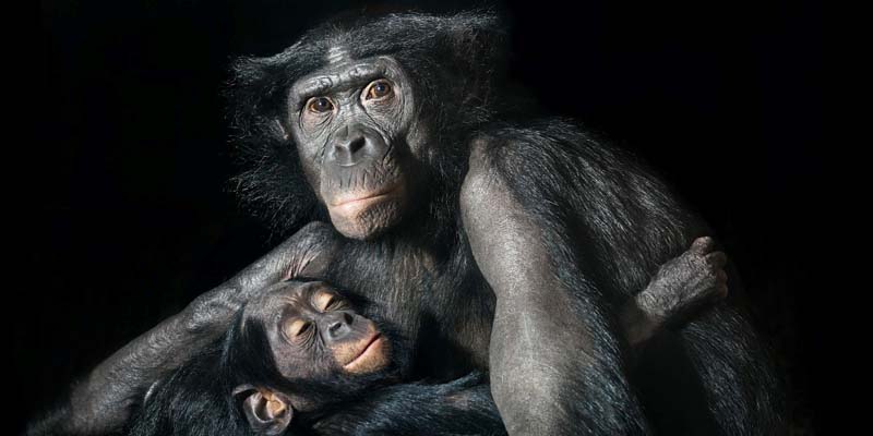 Tim Flach - Animal Photography - More Than Human 21 - feat1