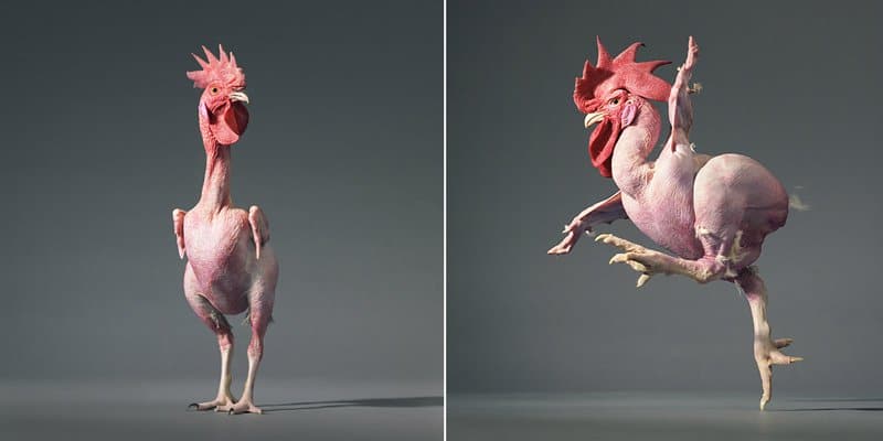 Tim Flach - Animal Photography - More Than Human 22