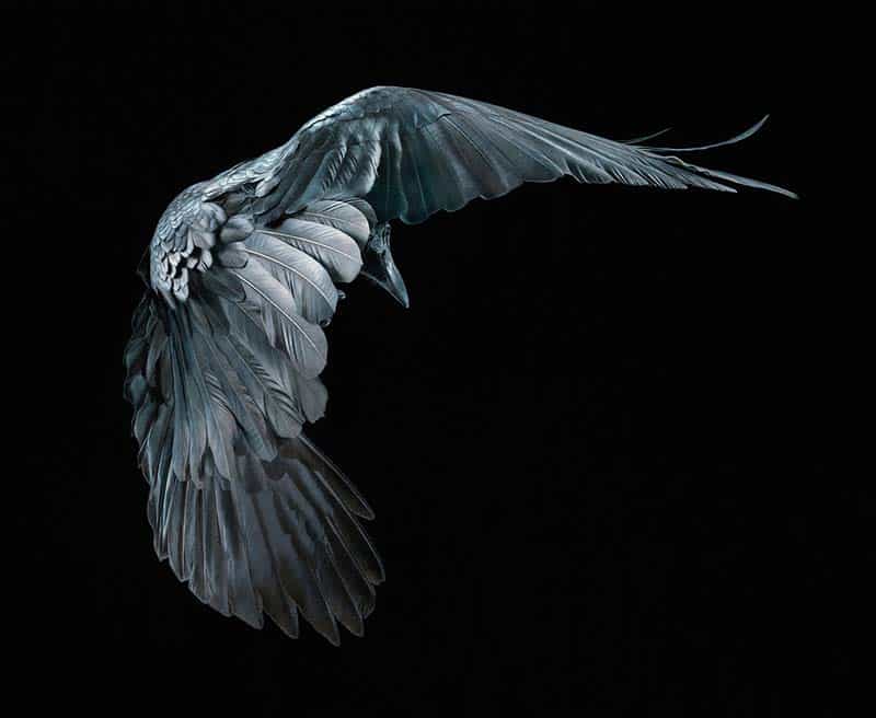 Tim Flach - Animal Photography - More Than Human 25