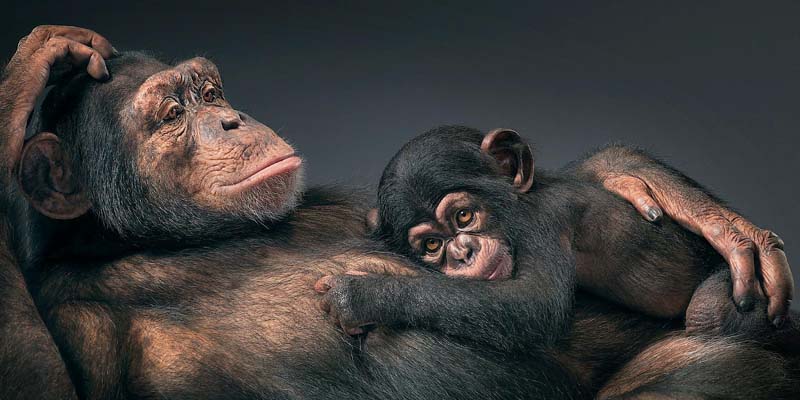 Tim Flach - Animal Photography - More Than Human 32