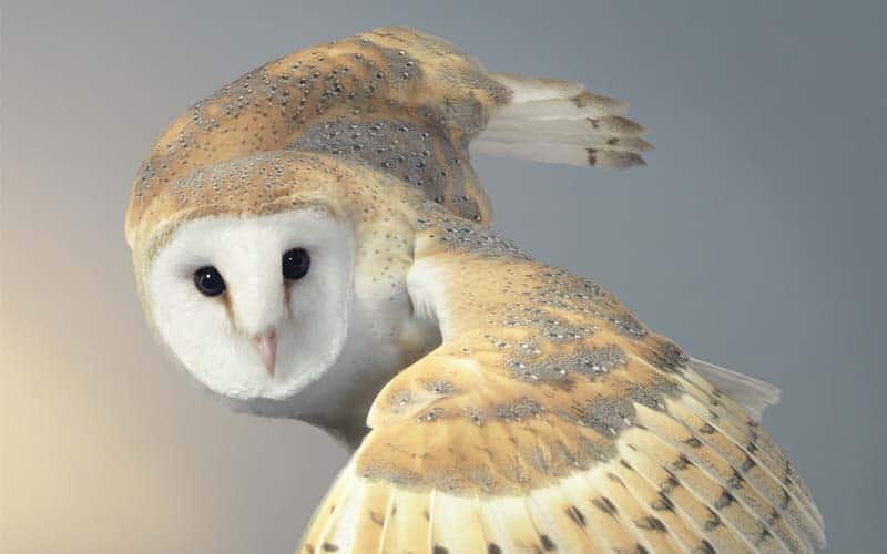 Tim Flach - Animal Photography - More Than Human 33