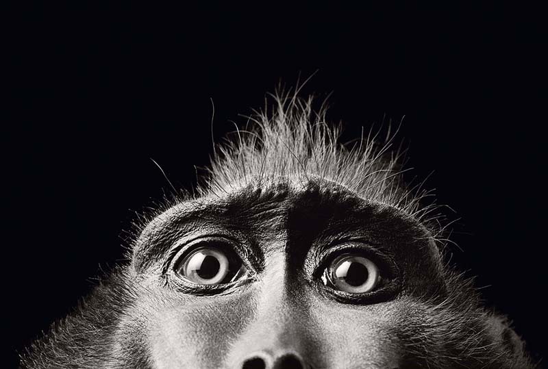 Tim Flach - Animal Photography - More Than Human 34