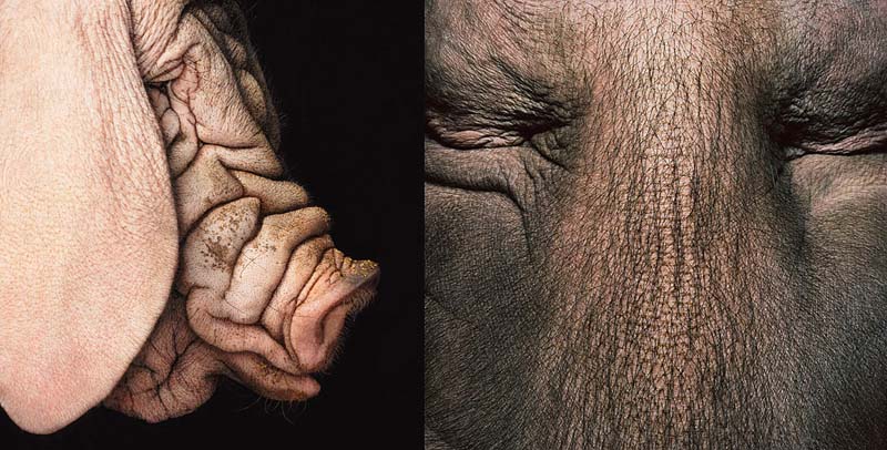 Tim Flach - Animal Photography - More Than Human 35