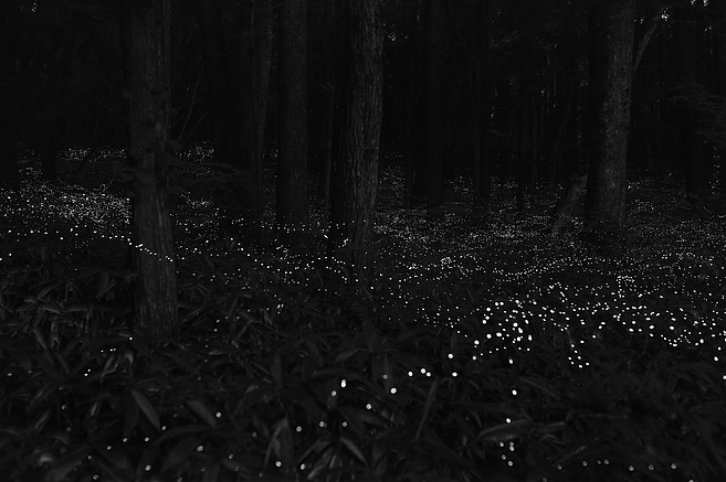 M97 Shanghai Gallery - Hiroshi Maeda - Fireflies
